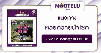 หวยควายนำโชค 31-7-66 